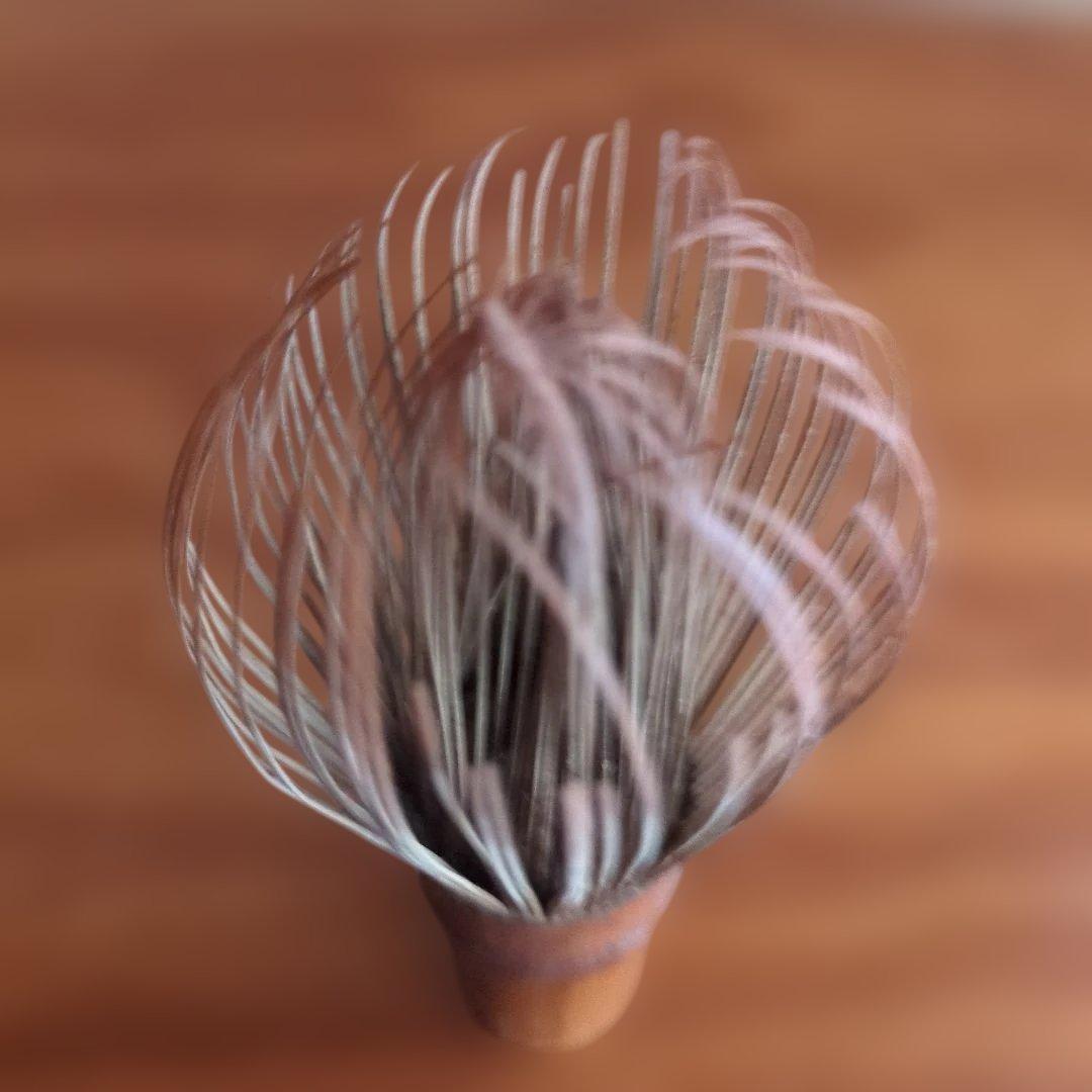 スス竹 茶筅 箱入り　中荒穂茶筌　ボロボロ