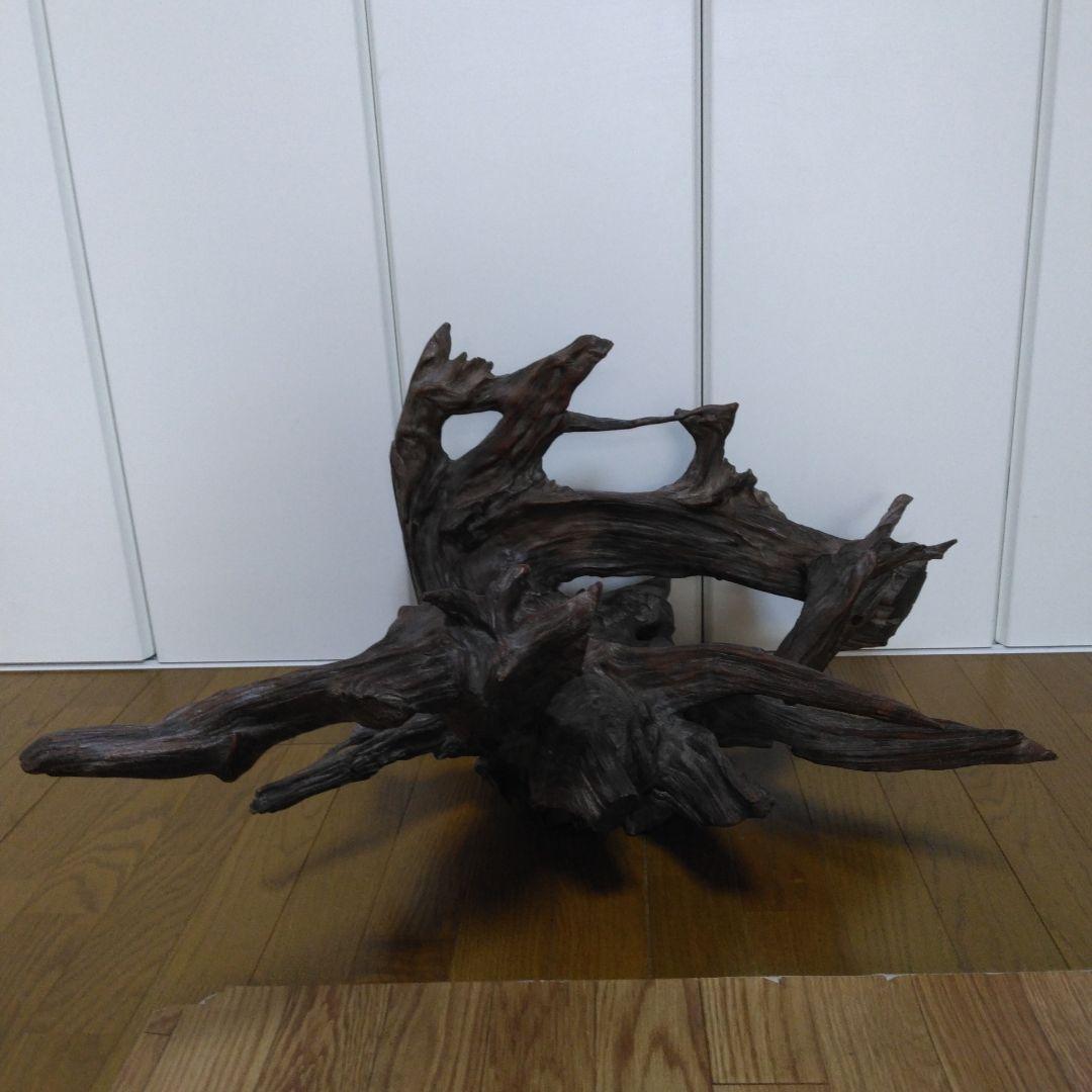 1379 木の根 切株 竜 龍 Dragon