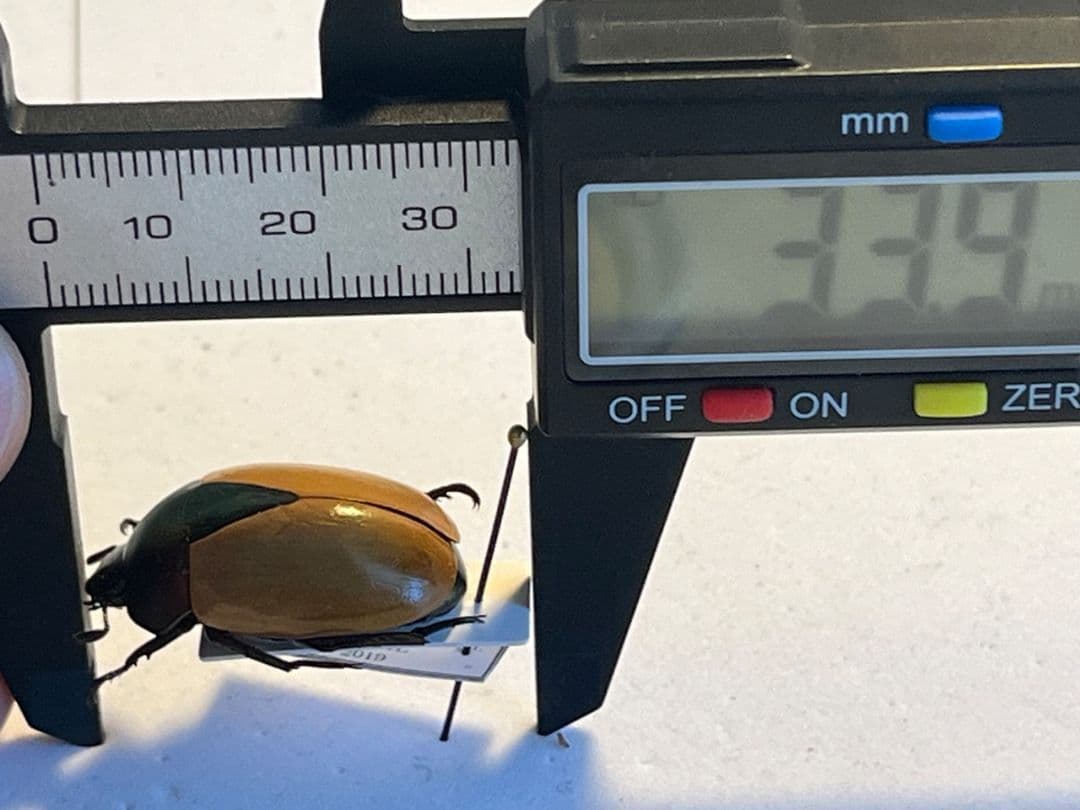 【28mm】クラバータカメノコブイブイ プラチナコガネ 昆虫標本 コガネムシ