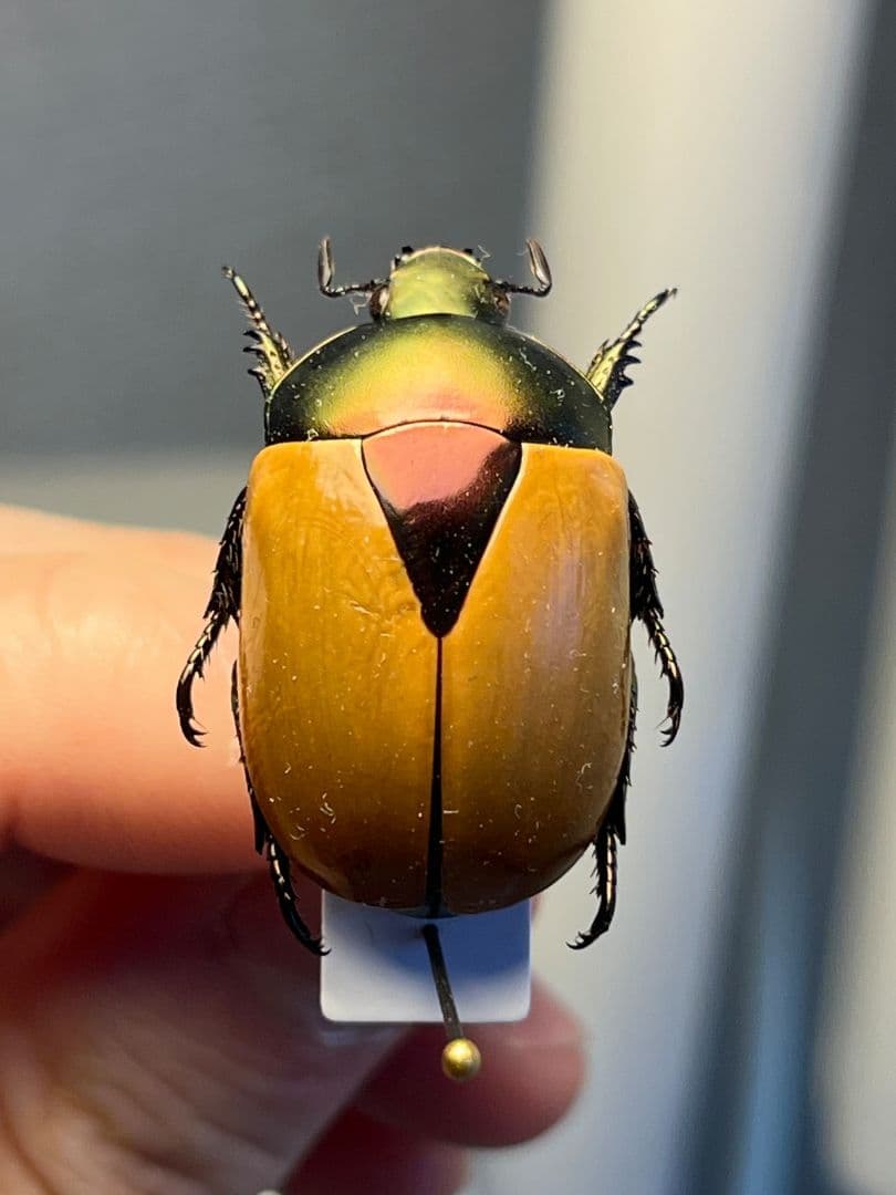 【28mm】クラバータカメノコブイブイ プラチナコガネ 昆虫標本 コガネムシ