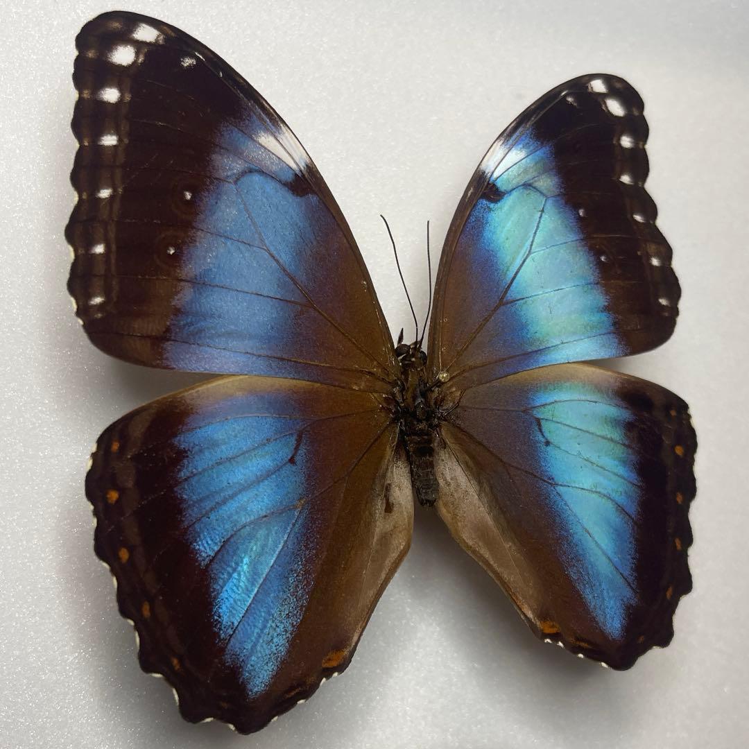 モルフォ蝶ヘラノール標本オス