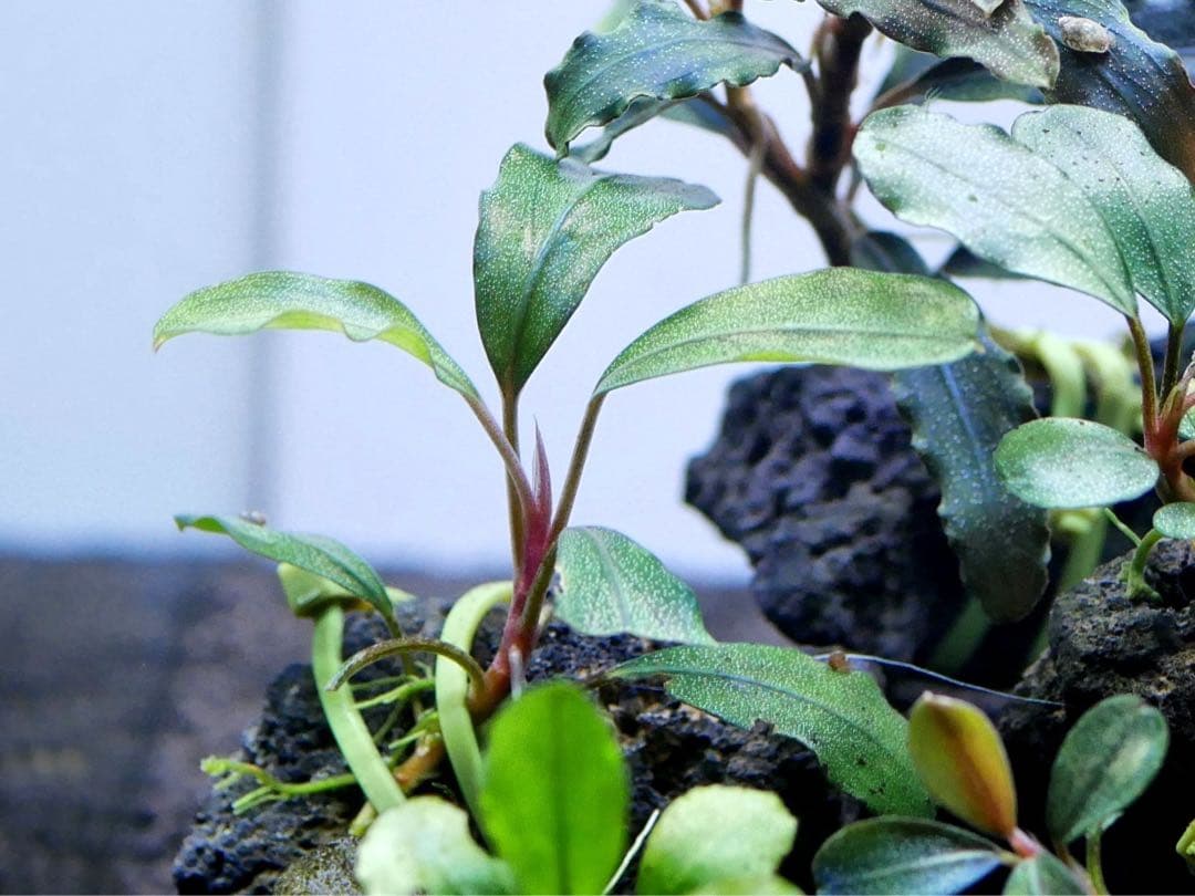 ブセファランドラ『１６種１６株』【完全水中葉【レア種入】※リピーター様はオマケ付