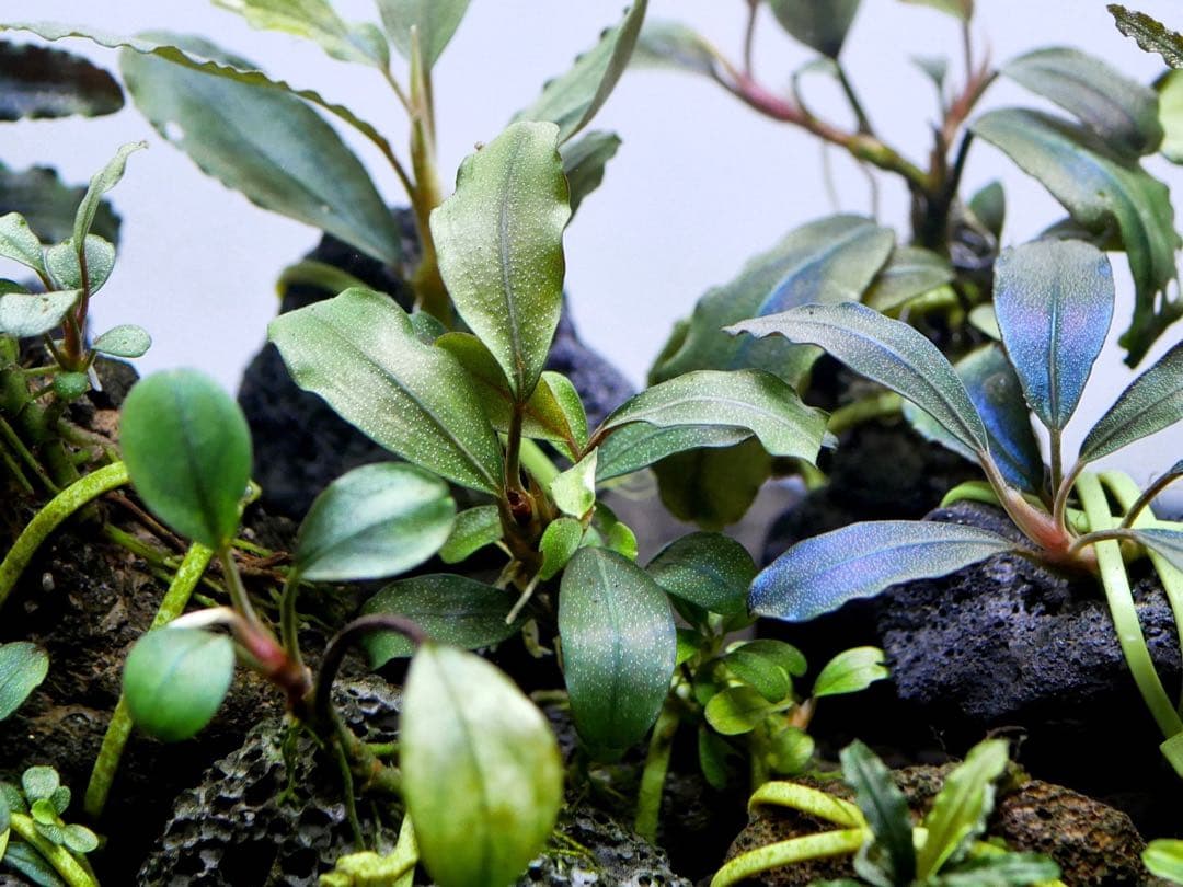 ブセファランドラ『１６種１６株』【完全水中葉【レア種入】※リピーター様はオマケ付