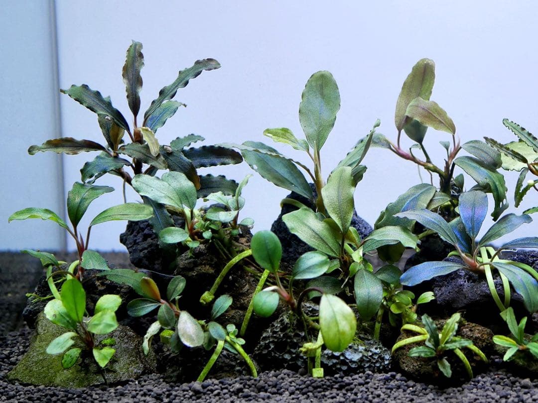 ブセファランドラ『１６種１６株』【完全水中葉【レア種入】※リピーター様はオマケ付