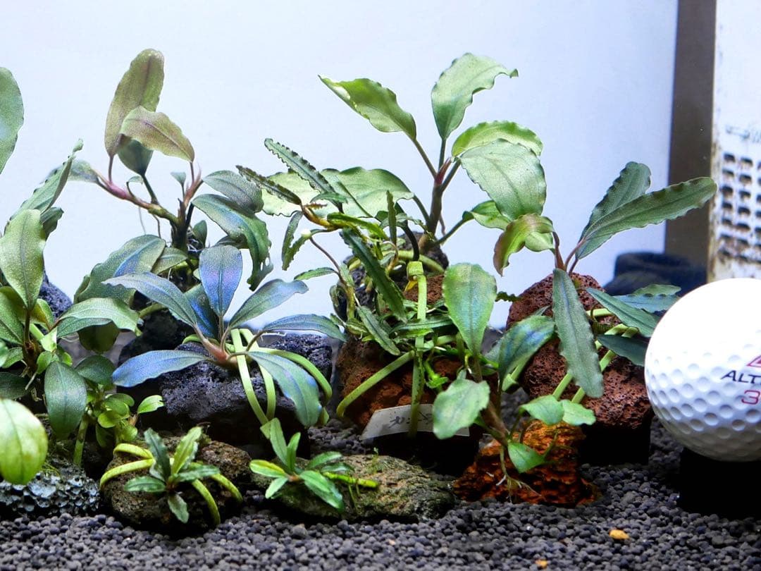 ブセファランドラ『１６種１６株』【完全水中葉【レア種入】※リピーター様はオマケ付