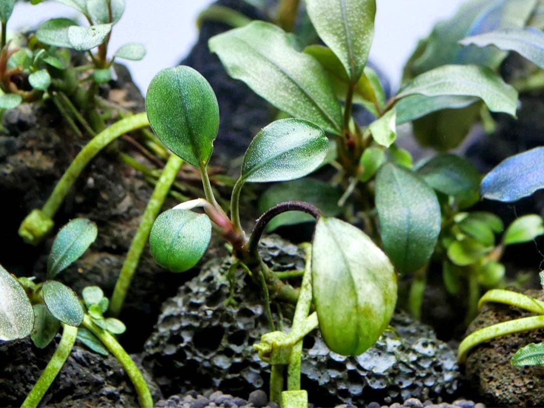 ブセファランドラ『１６種１６株』【完全水中葉【レア種入】※リピーター様はオマケ付