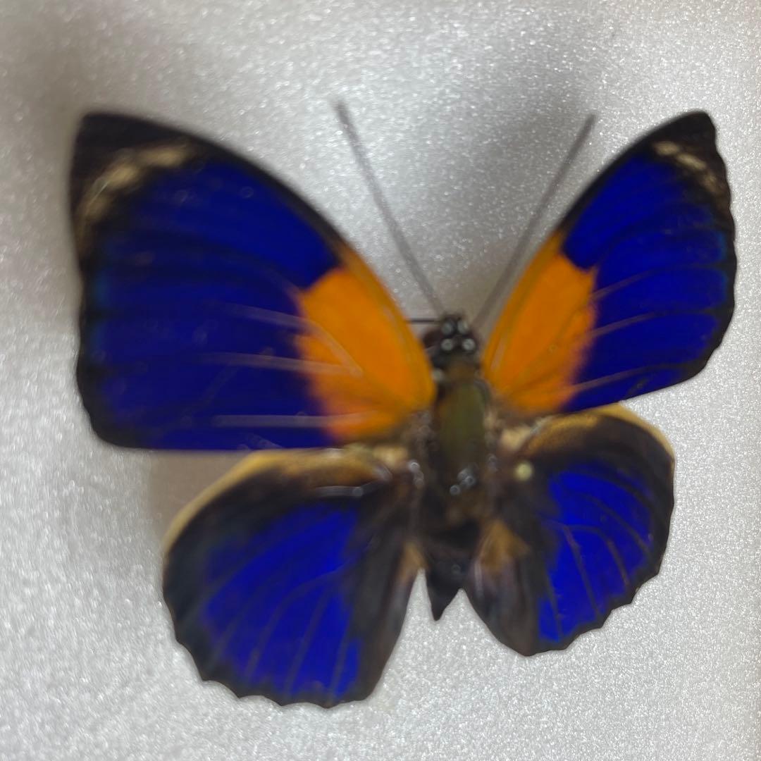 アグリアス　ファルキドンFourninae