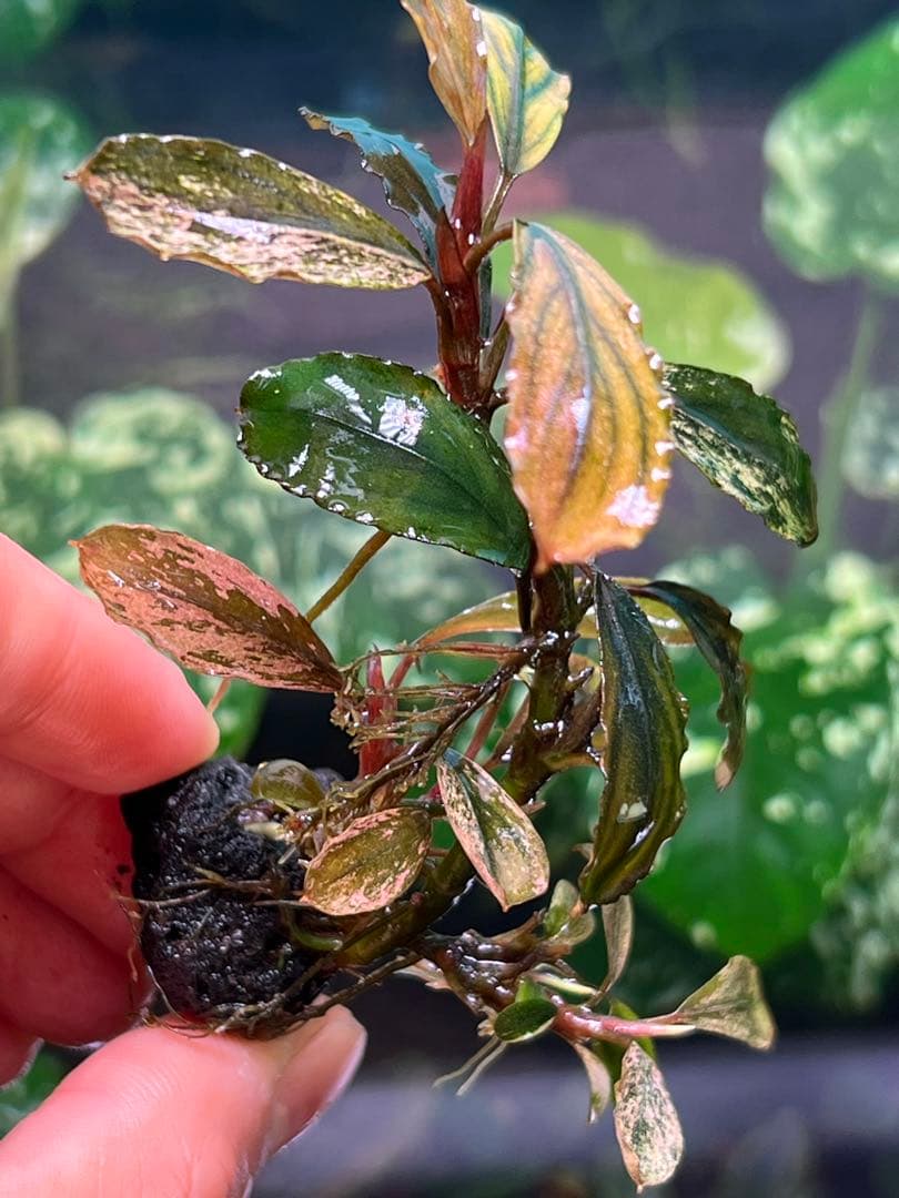 ブセファランドラｓｐ. ピンクバリエガータい斑入り 水中葉 5 株