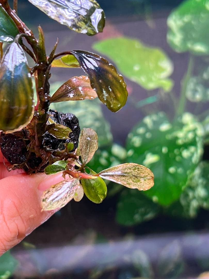 ブセファランドラｓｐ. ピンクバリエガータい斑入り 水中葉 5 株