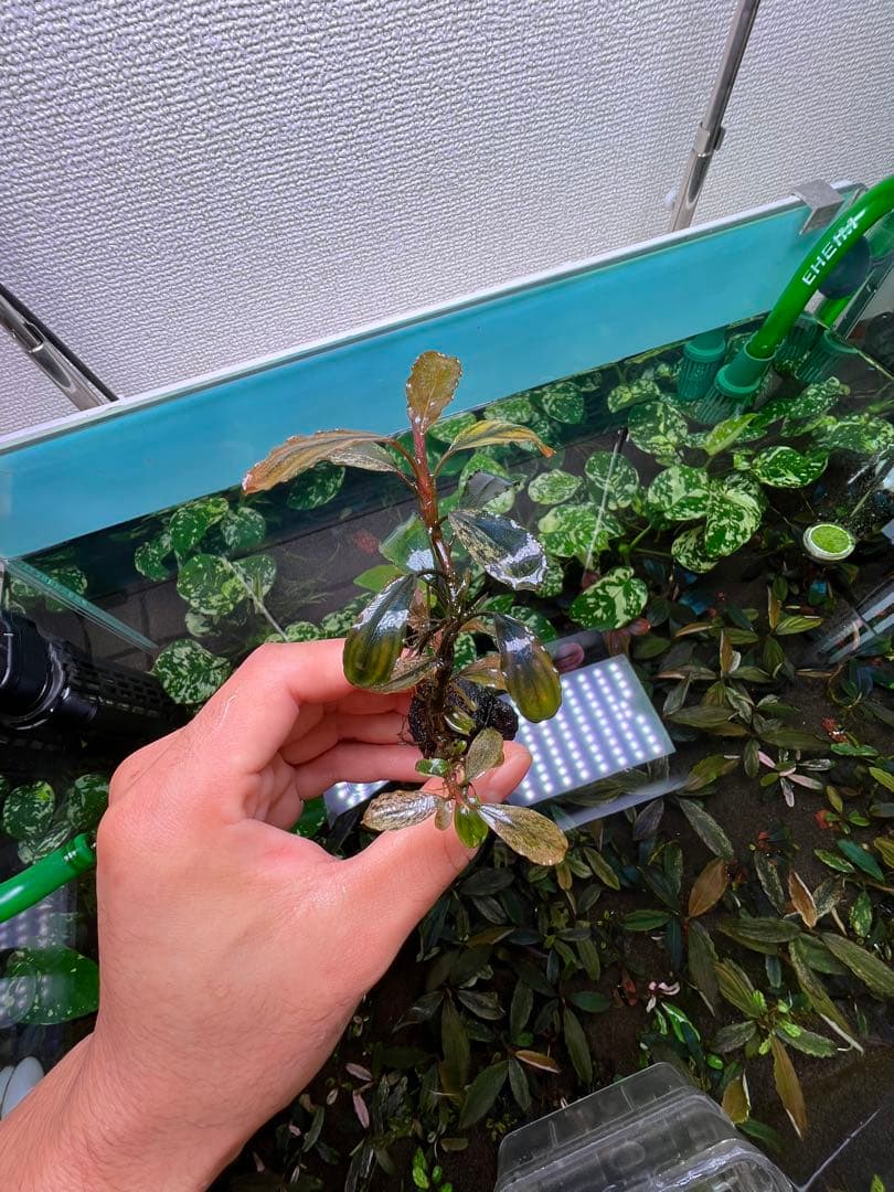 ブセファランドラｓｐ. ピンクバリエガータい斑入り 水中葉 5 株