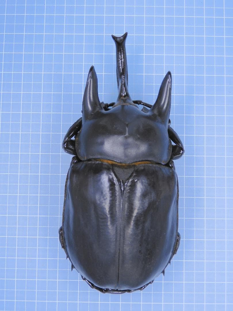 コロンビア産　レックスゾウカブト　114mmX51mm