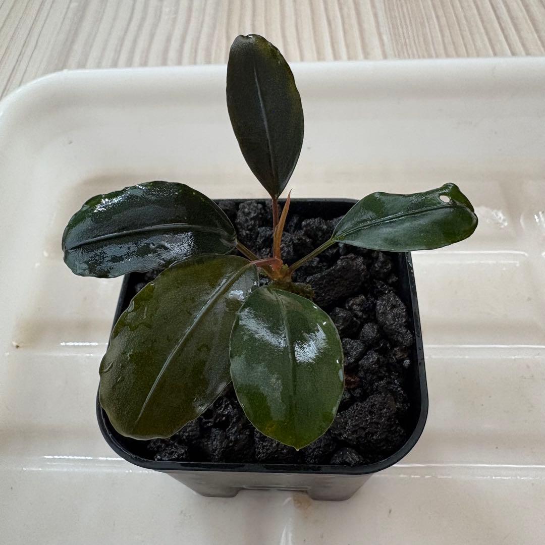 Bucephalandra Motleyana Padawan 水上葉