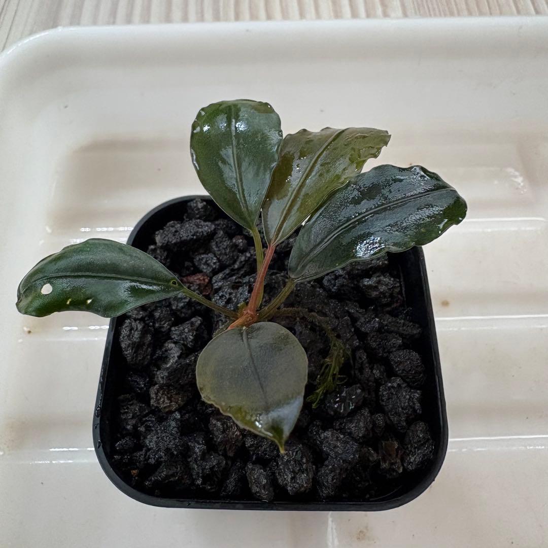 Bucephalandra Motleyana Padawan 水上葉