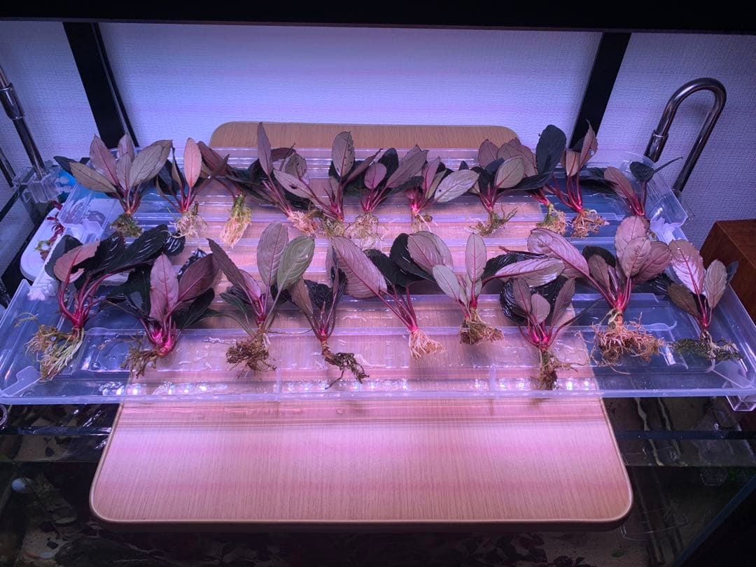 まとめ出品-ブセファランドラ　スケルトンキング40株＋小さい6株