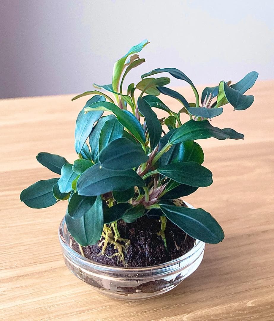 【ルージュ】Bucephalandra sp Theia set