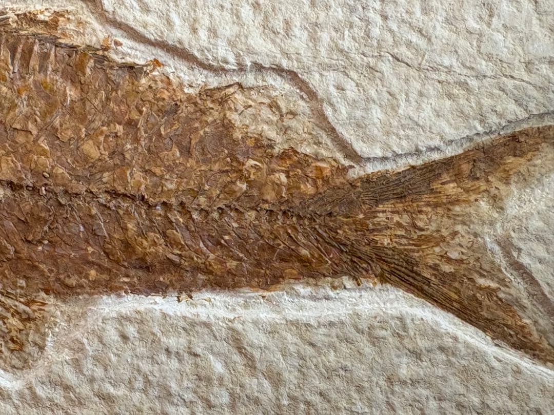 魚の化石 額装標本 インテリアオブジェ