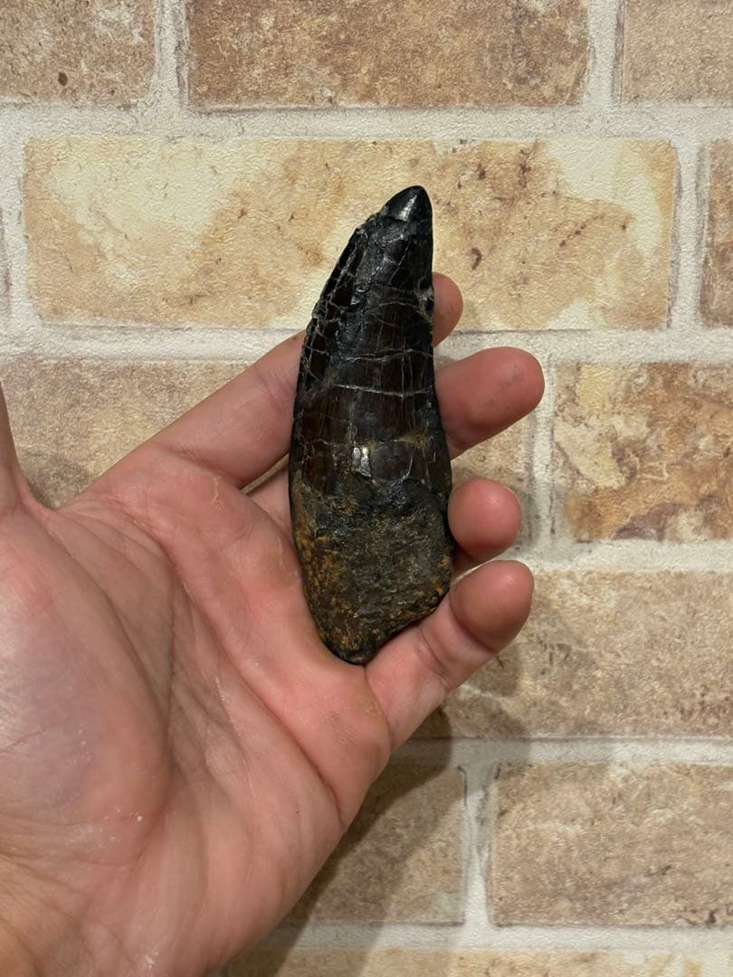 漆黒のカルカロドントサウルスの歯　化石　恐竜　ティラノサウルス