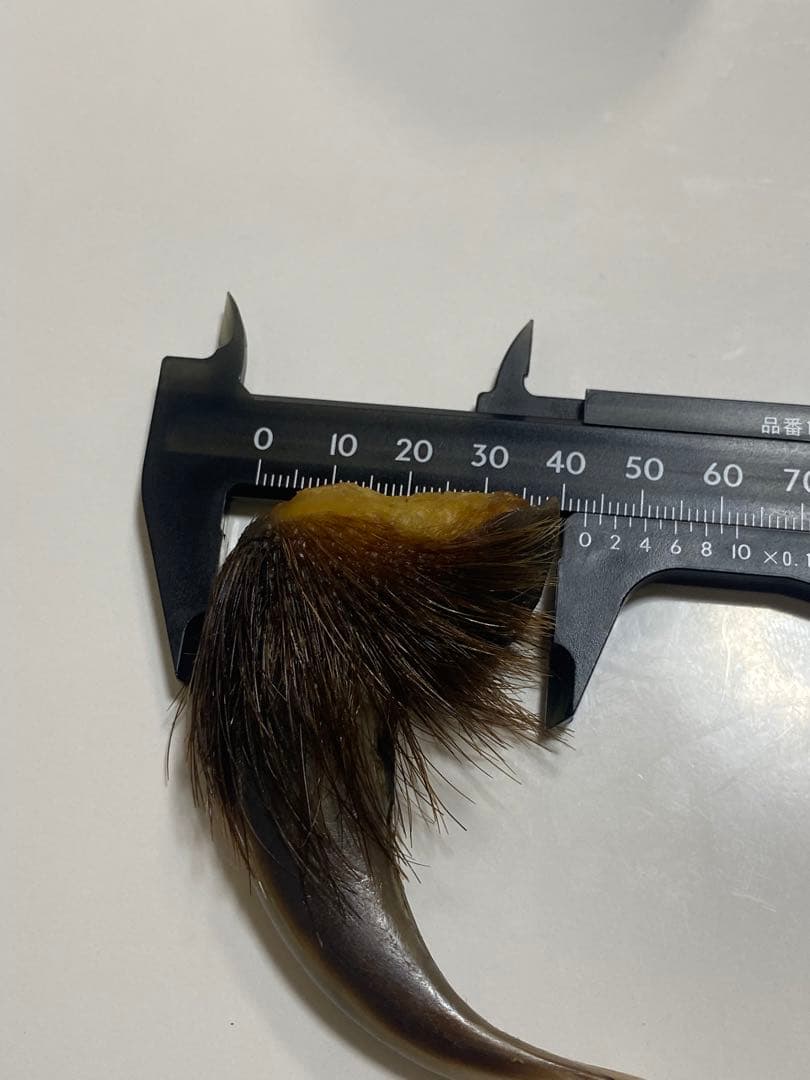 熊爪　巨大ヒグマ熊の爪　送料無料