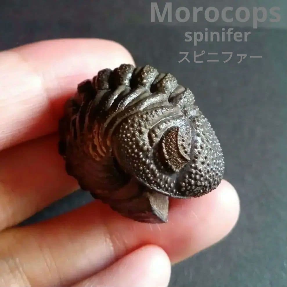 化石標本　三葉虫　希少種　スピニファー　特大