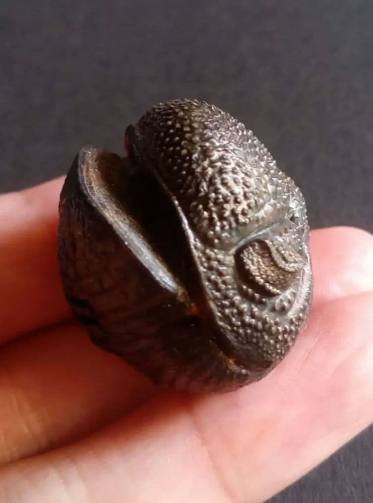 化石標本　三葉虫　希少種　スピニファー　特大