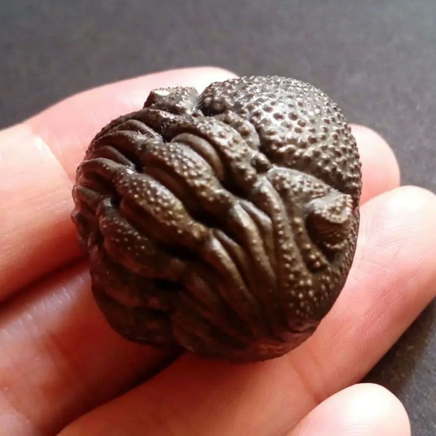 化石標本　三葉虫　希少種　スピニファー　特大