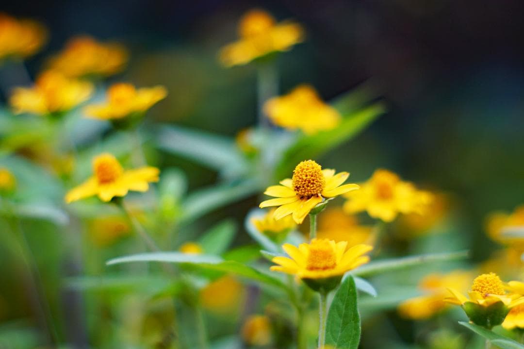 KONICA HEXANON 57mm f1.4 六枚玉