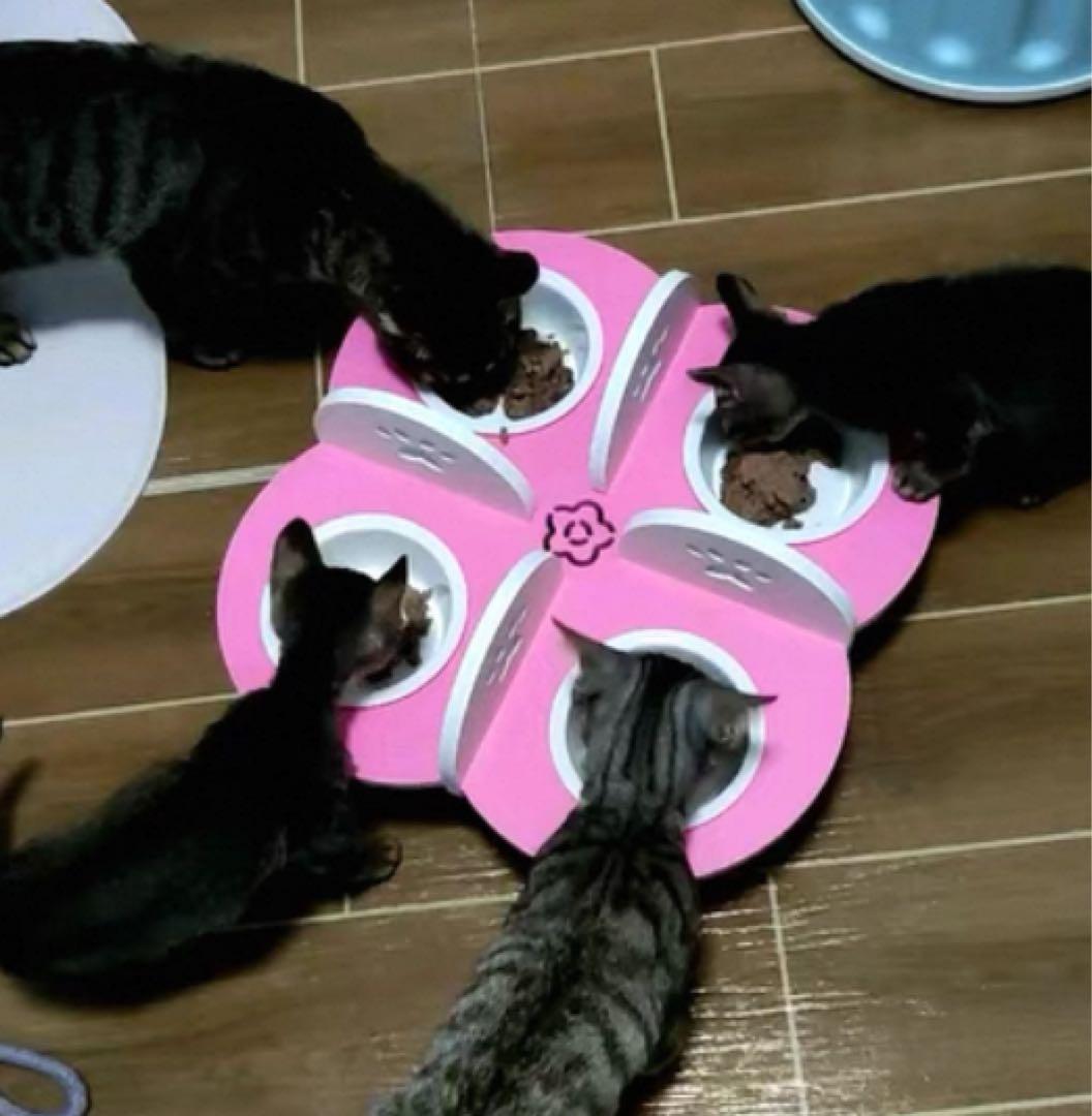 ペット用4連ステンレス食器セット 仕切り付き – 多頭飼いに最適！