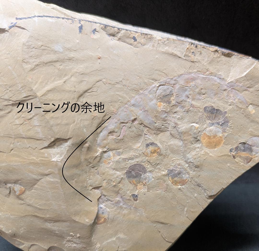 巨大なアノマロカリスの化石 美麗 関山動物群 本物保証