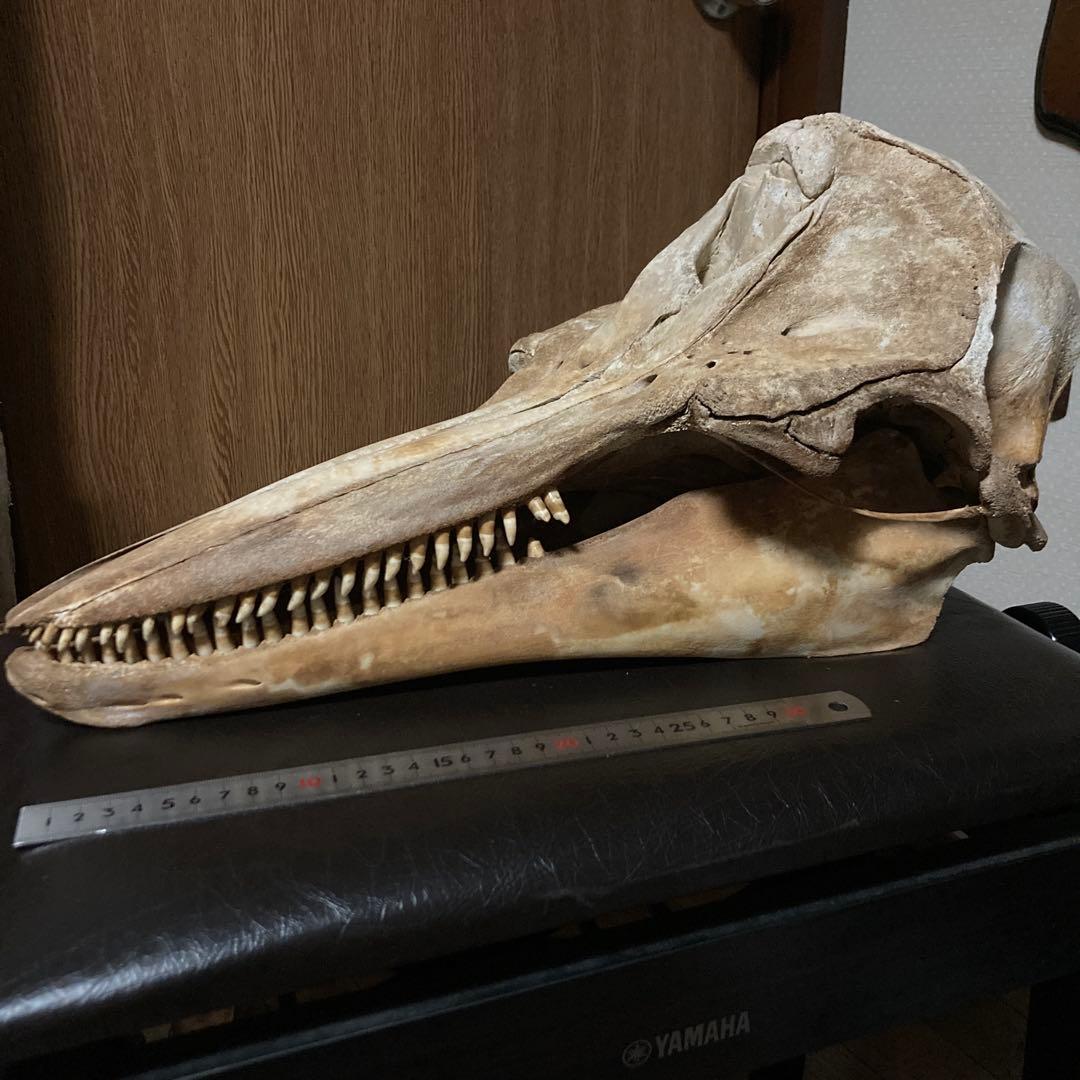 動物　頭骨 標本