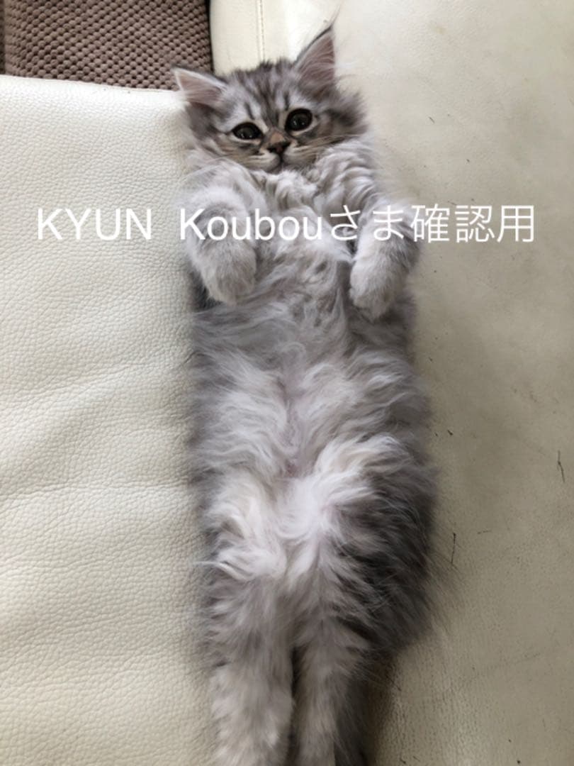 KYUN Koubouさま専用