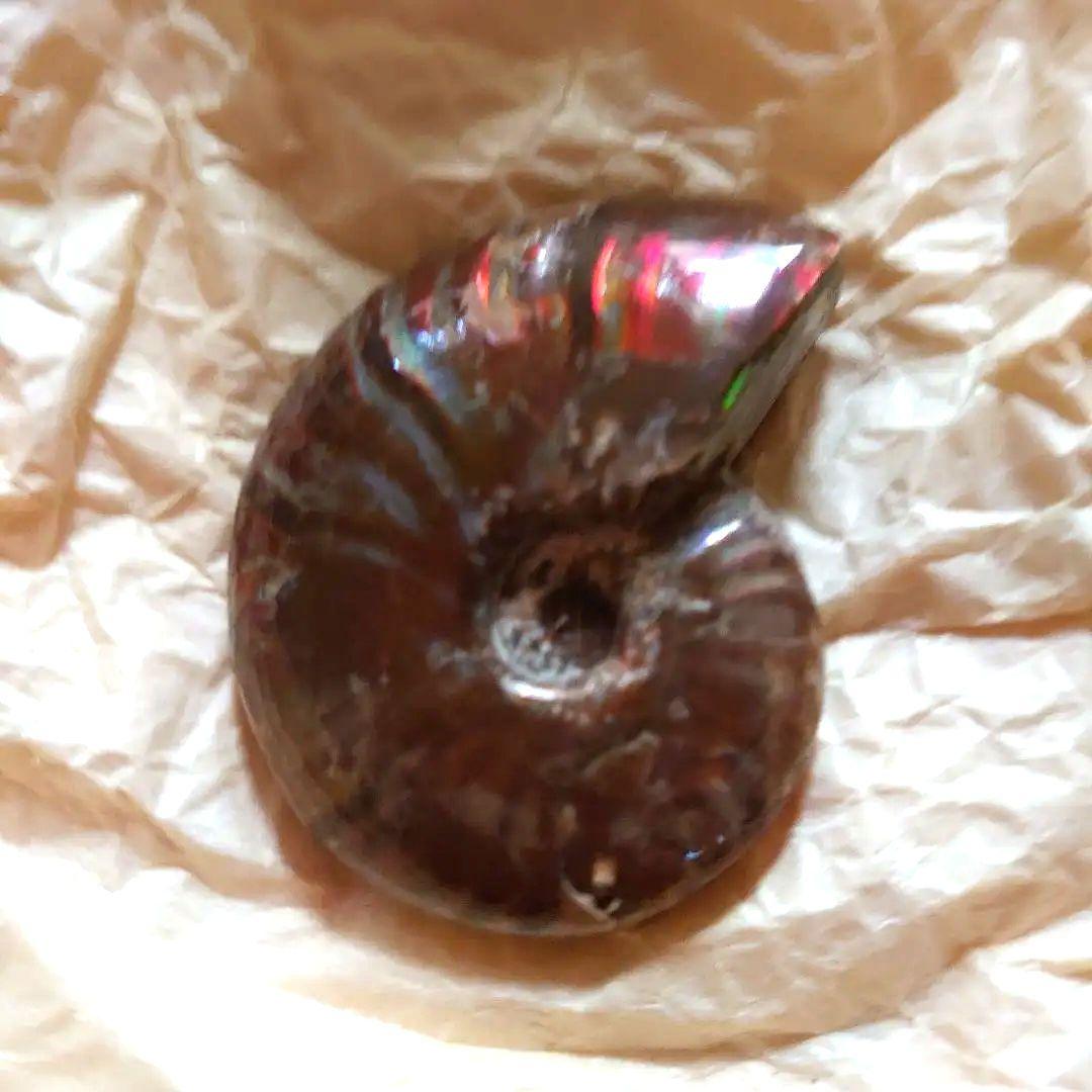 アンモナイトオパール