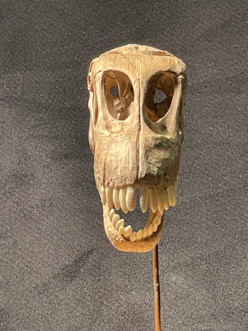 木彫　恐竜　カマラサウルス　頭骨模型　1／10スケール