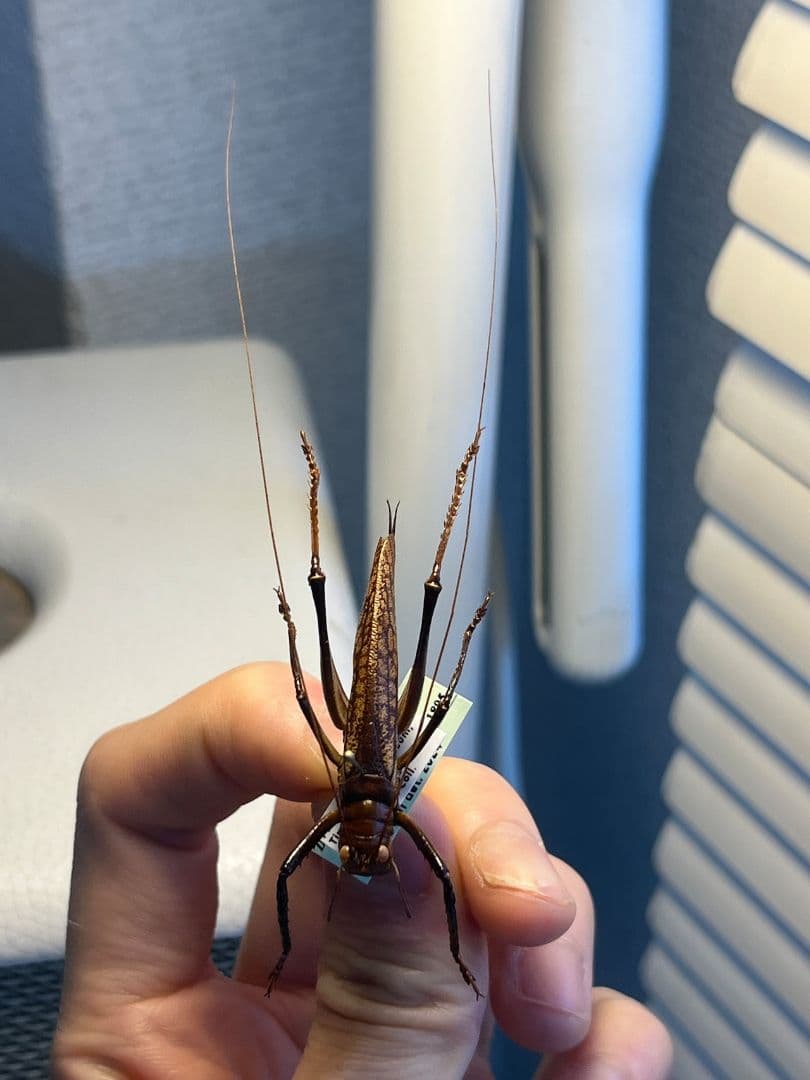 【極美展足】クワガタキリギリス 化け物キリギリス 昆虫標本 ウェタ