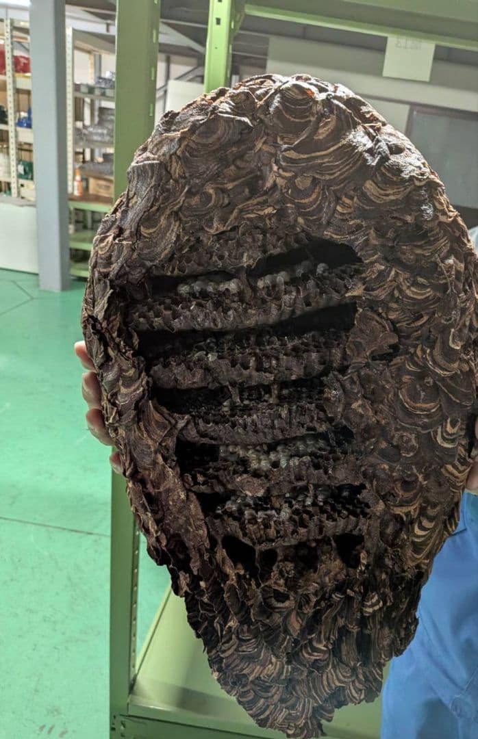 【本物】ハチの巣　縁起物