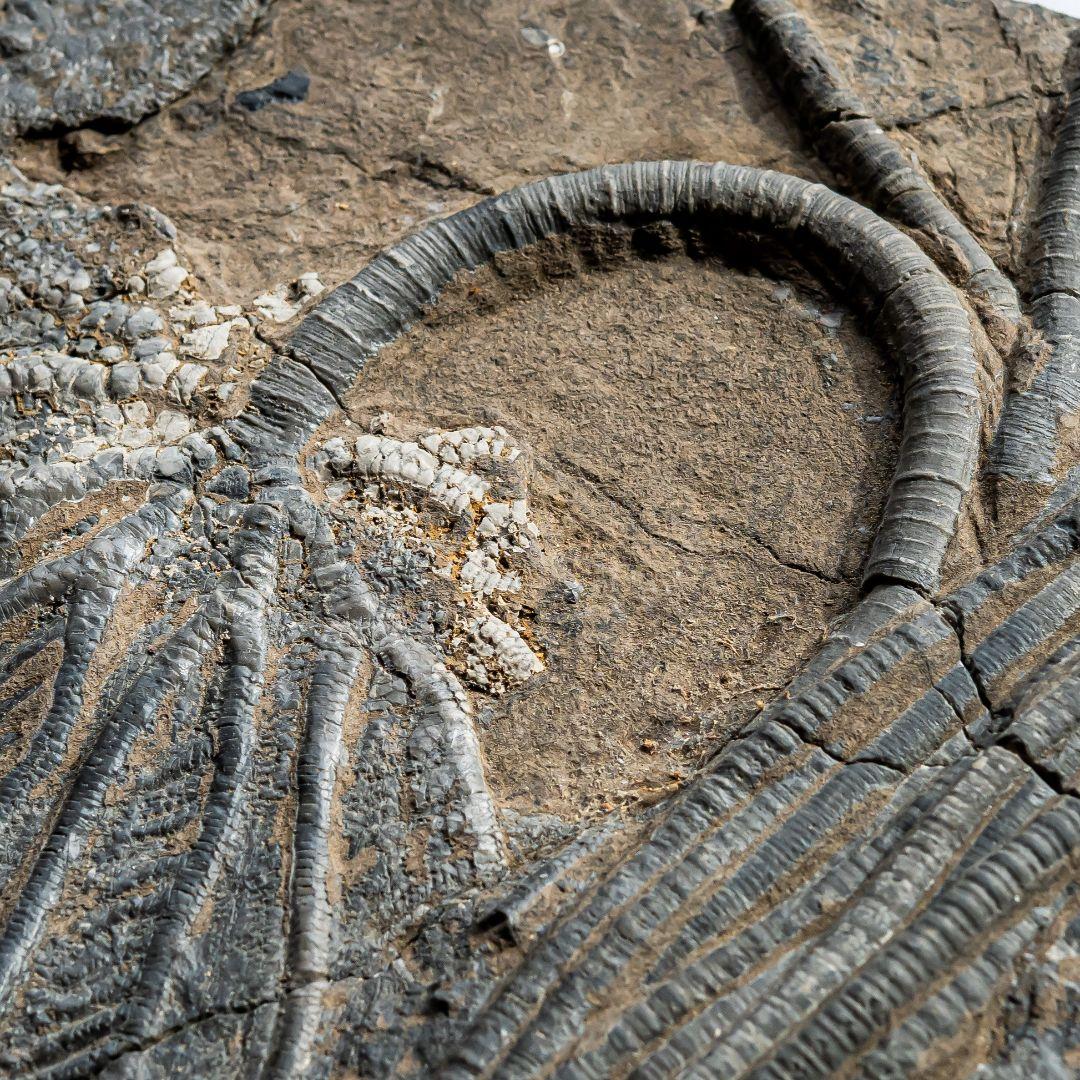 極上 ウミユリ トラウマトクリヌス 化石 本物 貴州省産 46cm um1