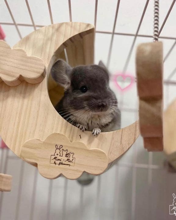 チンチラハウス  月 moon 小動物用 可愛い