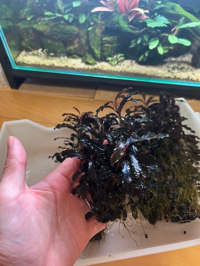 ブセファランドラ・クダガン(1.2.grow)群生株