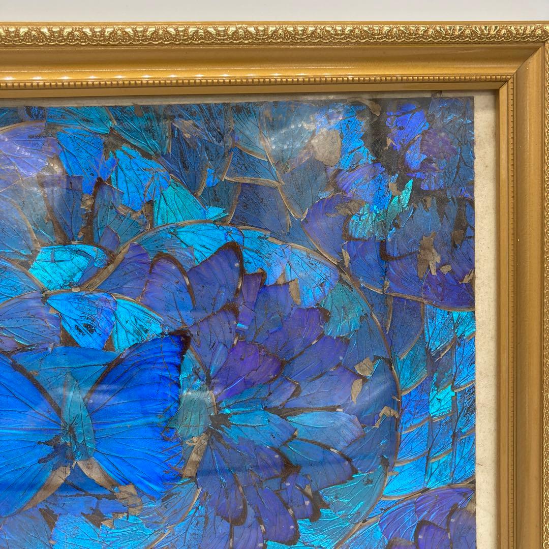 【レア】　モルフォ蝶　アート　標本　芸術　コレクション　美術　絵　昆虫 13上