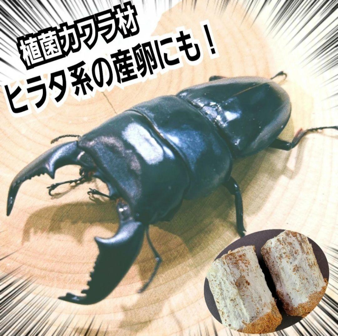 5本セット！クワガタの産卵木はコレが最強！　カワラ植菌材【特大Lサイズ】