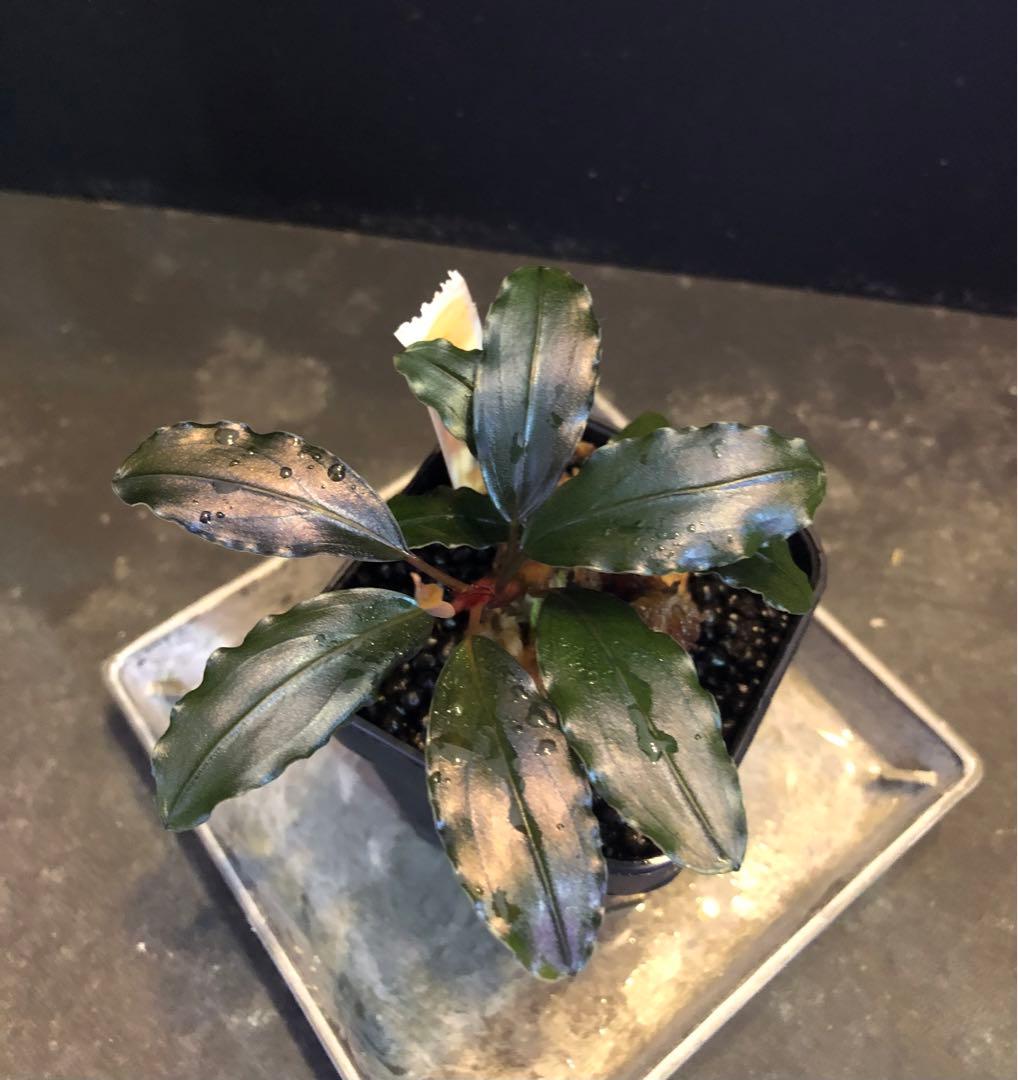 陰性水草の王様的存在【ブセファランドラ】Ghost 2016