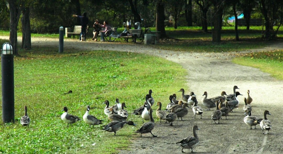 NIKON　D70　ダブルレンズ⚡️初心者⚡️ニコン⚡️一眼レフ⚡️望遠