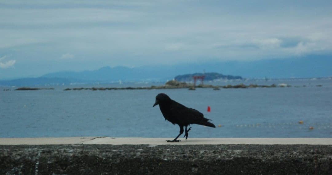 NIKON　D70　ダブルレンズ⚡️初心者⚡️ニコン⚡️一眼レフ⚡️望遠