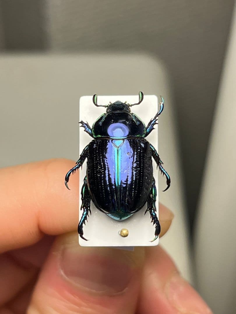 【18mm】Pelidnota sumptuosa プラチナコガネ コガネ標本