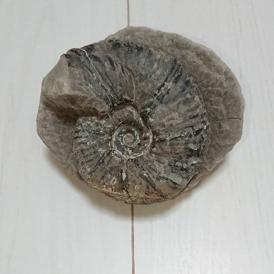 希少 アンモナイト 化石 入手困難 美品 本物