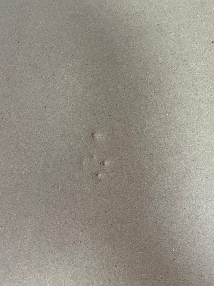 魔女の宅急便 セルセットアップ【ジブリ】