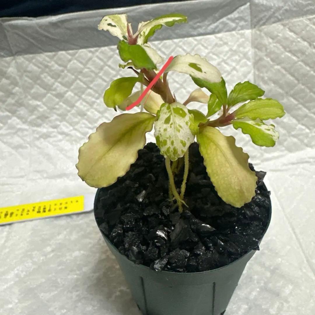 Bucephalandra sp. Variegata Hn:福袋 CAKUMI