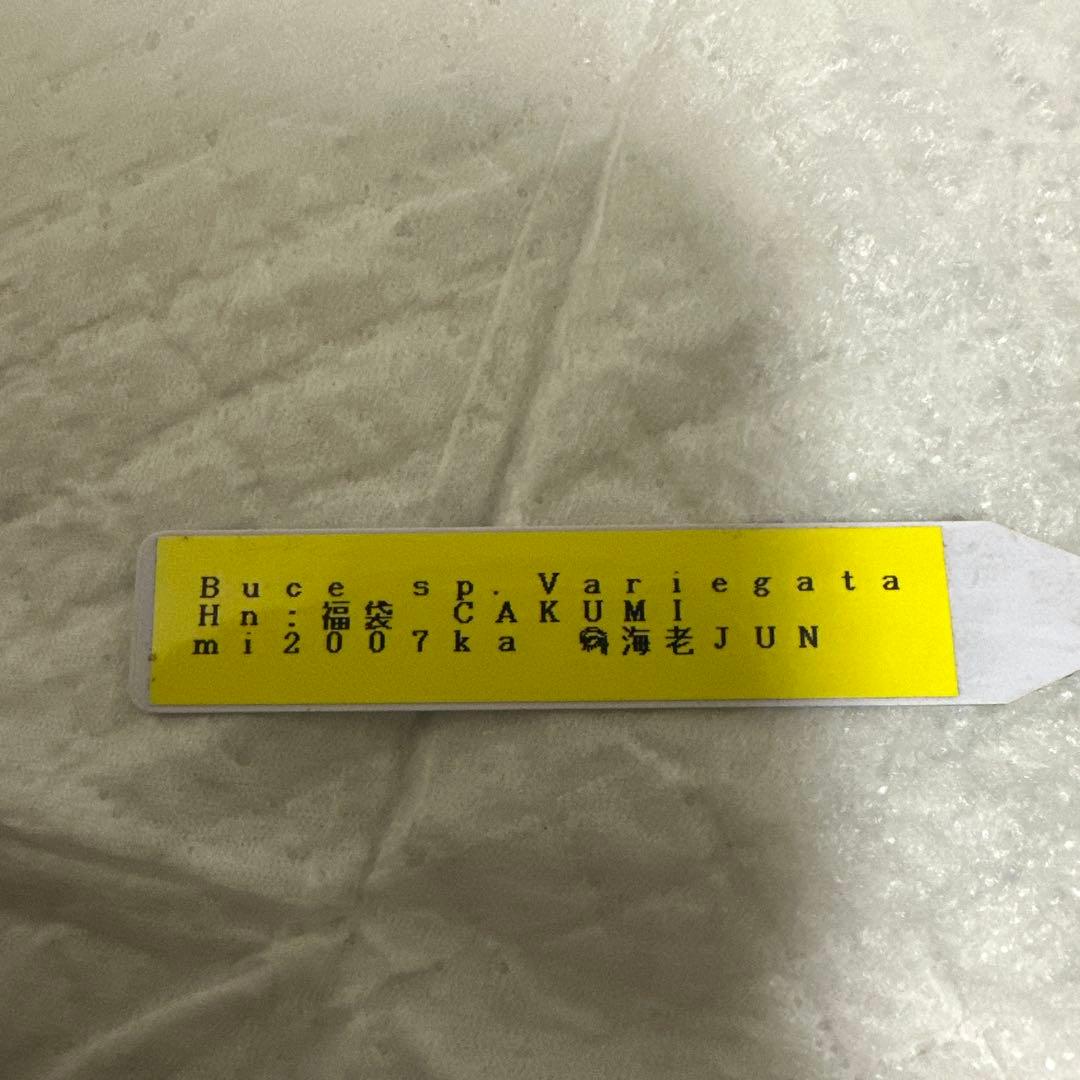Bucephalandra sp. Variegata Hn:福袋 CAKUMI