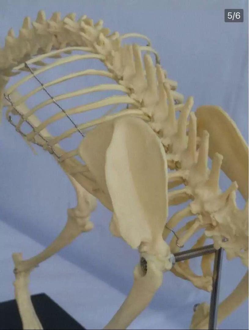 猫全身骨格模型 解剖学標本 W47×L23×H32cm　ペットケアにも！獣医推薦
