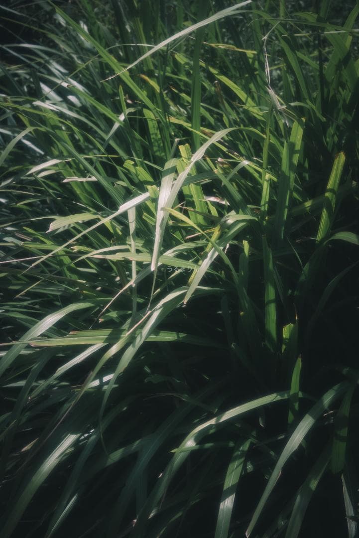 外観美品！希少なニッケル！Leica Nickel Summar 50mm F2