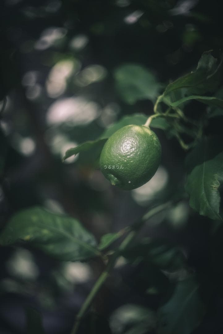 外観美品！希少なニッケル！Leica Nickel Summar 50mm F2